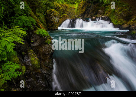 Kaskaden auf dem kleinen weißen Salmon River unterhalb Geist Fälle in der Columbia River Gorge, Washington. Stockfoto