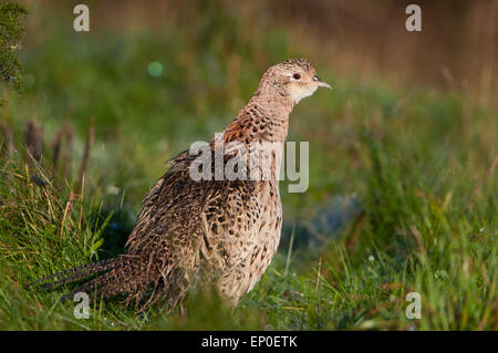 Einen weiblichen Fasan in Morgensonne bei Roggen Harbour Nature Reserve, Roggen, East Sussex, UK Stockfoto