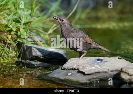 Eine junge Starling trinkt aus einem Gartenteich, Sommer, Hastings, East Sussex, UK Stockfoto