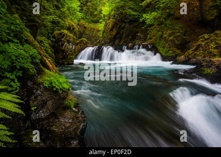 Kaskaden auf dem kleinen weißen Salmon River unterhalb Geist Fälle in der Columbia River Gorge, Washington. Stockfoto