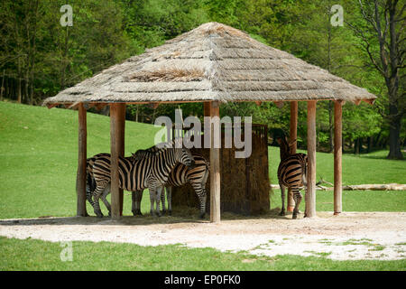 African Safari, Off-Road-Safari, Zoo Dvur Kralove Stockfoto