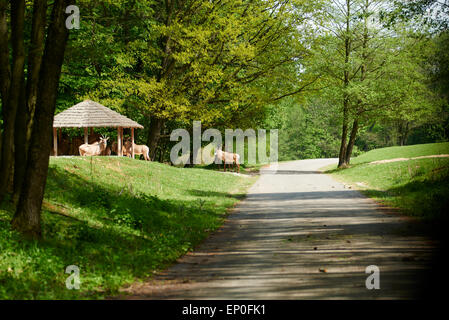 African Safari, Off-Road-Safari, Zoo Dvur Kralove Stockfoto