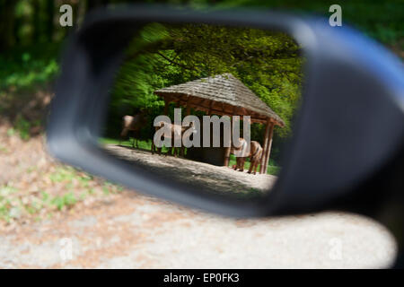 African Safari, Off-Road-Safari, Zoo Dvur Kralove Stockfoto