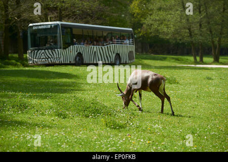 African Safari, Off-Road-Safari, Zoo Dvur Kralove Stockfoto