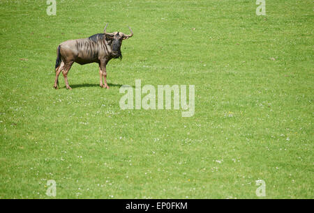 Gnus (Connochaetes Taurinus) Stockfoto