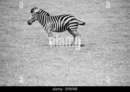 Fleeming gemeinsamen Zebra (Equus Qagga), Unterart Chapman-Zebras (Equus Quagga Chapmani) grünen Rasen Rasen Hintergrund Stockfoto