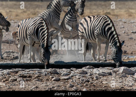 Eine Gruppe von Zebras in der Nähe einer Wasserstelle. Zwei trinken und anderen spielen im Hintergrund. Stockfoto