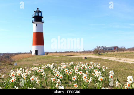 Nantucket Leuchtturm, Leuchtturm, und Narzissen an Sankaty Kopf Siasconset, Nantucket Island, New England, Massachusetts, USA. Stockfoto