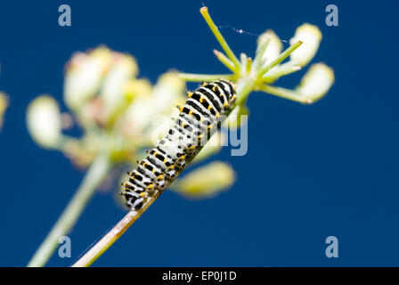 Schwalbenschwanz Schmetterling Raupe Papilio Machaon auf Fenchel-Pflanze Stockfoto