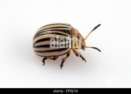 Kartoffelkäfer (Leptinotarsa Decemlineata) Studio gedreht Stockfoto