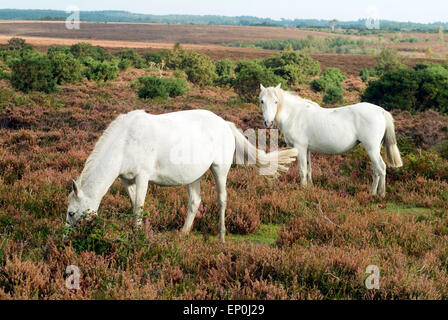 Zwei Pferde in New Forest Hampshire England UK Europa Stockfoto