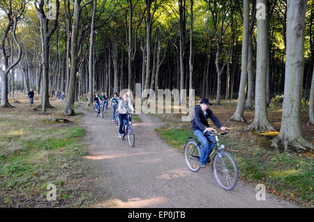 Buchenwald, Geist Holz, ghost Holz, an der Ostsee in Nienhagen, Mecklenburg-Vorpommern, Deutschland, Europa Stockfoto