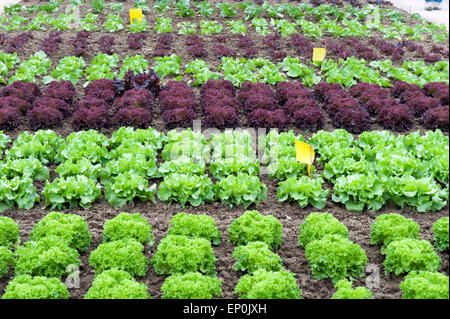 Kopfsalat (Lactuca Sativa) im kommerziellen Anbau, Rheinland-Pfalz, Deutschland, Europa Stockfoto