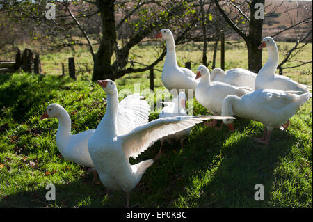 Gänse (Anser Anser Domestica) Devon England Europa Stockfoto