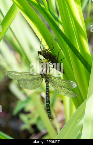 Südlichen Hawker oder blaue Darner Libelle (Aeshna Cyanea) entstehende Nymphe Stockfoto