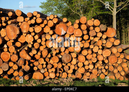 Meldet einen großen Stapel Stapel Holz Baum Protokolle gestapelt in einem Feld in Herefordshire UK Stockfoto