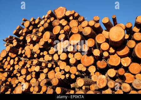 Meldet einen großen Stapel Stapel Holz Baum Protokolle gestapelt in einem Feld in Herefordshire UK Stockfoto