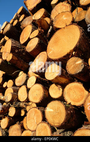 Meldet einen großen Stapel Stapel Holz Baum Protokolle gestapelt in einem Feld in Herefordshire UK Stockfoto