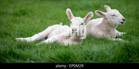 Frühling-Lämmer, die Verlegung in eine grüne Wiese entspannen Stockfoto