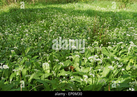 Bärlauch-Wiesen in Dorset, England Stockfoto