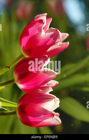 Rosa Tulpe Blumen von hinten angestrahlt. Verschwommene Bäume hinter Stockfoto