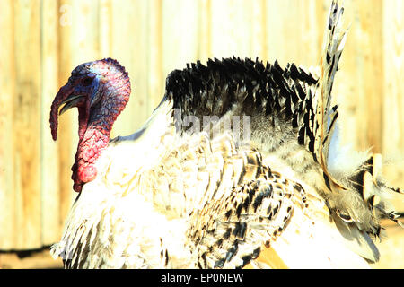 türkische Rote Kopf Nahaufnahme mit hängenden Nase Stockfoto