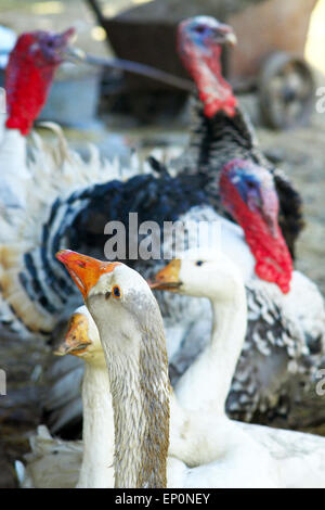 Haus Vögel, Gänse und Puten im Hof Stockfoto