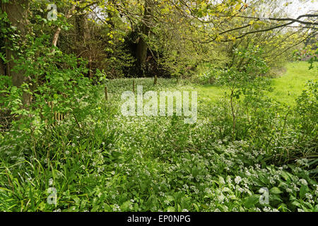 Bärlauch-Wiesen in Dorset, England Stockfoto