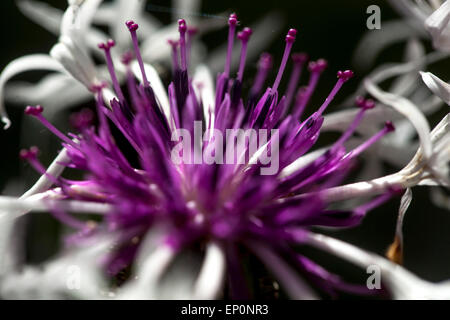 Centaurea montana 'Amethyst im Schnee', Kornblume Stockfoto