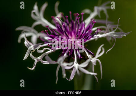 Centaurea montana 'Amethyst im Schnee "Kornblume Stockfoto