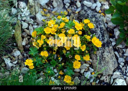 Cinquefoil Alpine Gelb Potentilla crantzii Close-up Blume Stockfoto