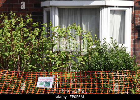 Melde nicht eingeben auf Grundstück von japanischen Knöterich in Sheffield überfallen Stockfoto