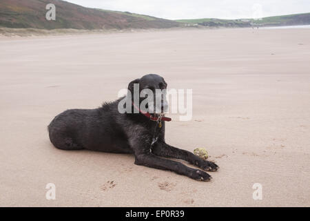 Hund am Strand von Woolacombe, einer Strecke von preisgekrönten Sands drei Meilen. Im Sommer ist dieser Strand überfüllt aber Out-of-Saison dort ist Stockfoto