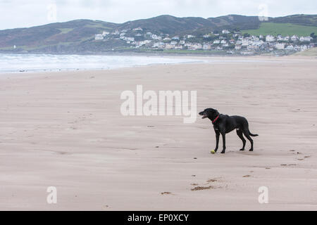 Hund am Strand von Woolacombe, einer Strecke von preisgekrönten Sands drei Meilen. Im Sommer ist dieser Strand überfüllt aber Out-of-Saison dort ist mehr Platz. Besonders beliebt bei Wassersport Fans ins Surfen und Hundebesitzer, wie es ist ein Hundestrand für lange Strecken. Blaue Flagge Strand und stimmten die beste britische Strand in der "Mail on Sunday". An einem warmen Oktobertag. North Devon, England. (Ben. Er ist mein Hund und kommt mit Model-Release!) Stockfoto