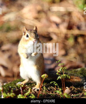 A Mutter bitte. Ein Streifenhörnchen stehend auf Hinterbeinen. Stockfoto