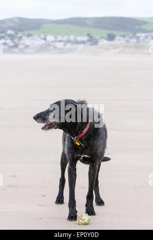 Hund am Strand von Woolacombe, einer Strecke von preisgekrönten Sands drei Meilen. Im Sommer ist dieser Strand überfüllt aber Out-of-Saison dort ist Stockfoto