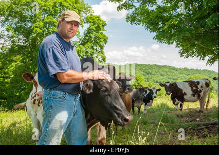 Männlichen Bauern stehen mit Kühen in Feld in Honesdale, Pennsylvania. Stockfoto