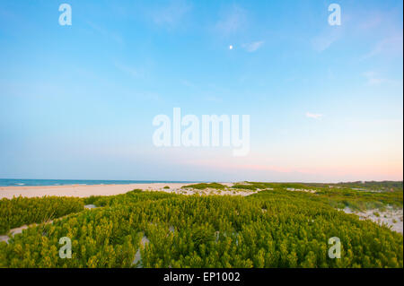 Sanddünen in der Vegetation an Assateague Island National Seashore, Maryland, USA Stockfoto