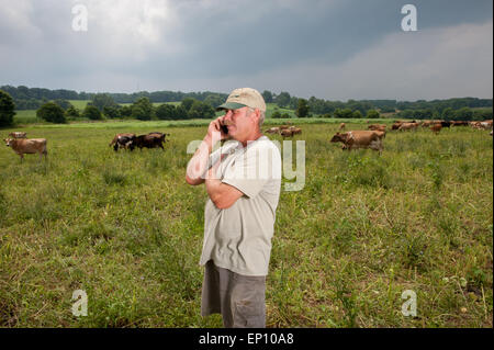 Bauer auf Handy mit Kühen im Hintergrund in langen grünen, Maryland, USA Stockfoto