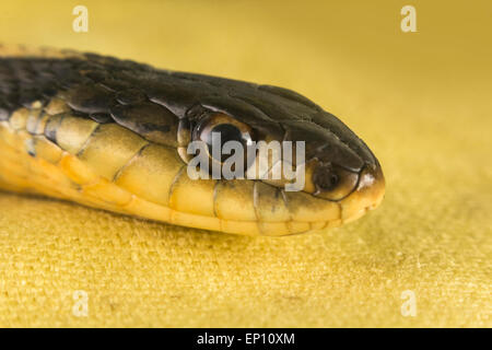 Slithering östlichen Garter Snake auch bekannt als Thamnophis Sirtalis sirtalis Stockfoto