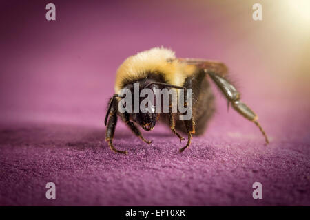 Gemeinsamen östlichen Hummel landet auf lila Untergrund in Nahaufnahme Makro Stockfoto