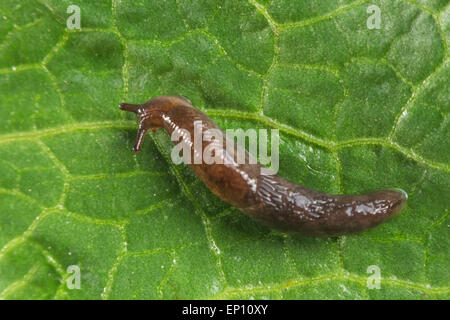 Gemeinsamer Garten Slug schlängelt sich entlang eines Blattes in Nahaufnahme Makro-Foto Stockfoto