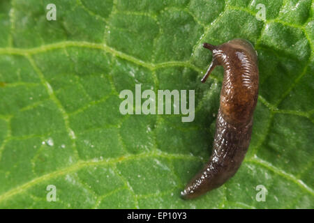 Gemeinsamer Garten Slug schlängelt sich entlang eines Blattes in Nahaufnahme Makro-Foto Stockfoto