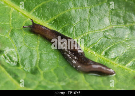 Gemeinsamer Garten Slug schlängelt sich entlang eines Blattes in Nahaufnahme Makro-Foto Stockfoto