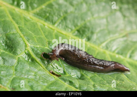 Gemeinsamer Garten Slug schlängelt sich entlang eines Blattes in Nahaufnahme Makro-Foto Stockfoto