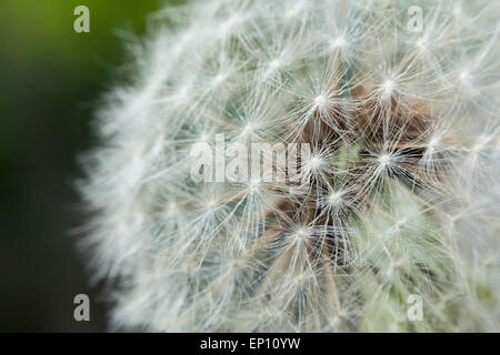 Seeding Löwenzahn Blume mit flachen Fokus in Makro Nahaufnahme Stockfoto