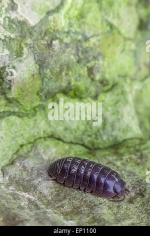 Lila Roly Poly Pill Bug auf grünen Felsen im Makro Nahaufnahme Foto Stockfoto