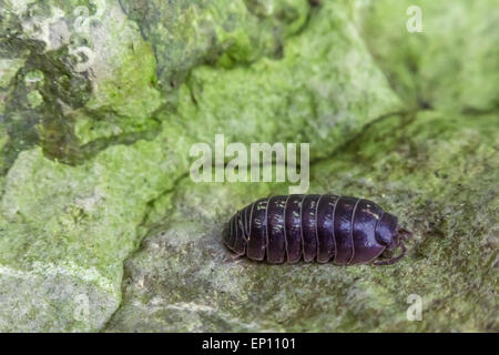 Lila Roly Poly Pill Bug auf grünen Felsen im Makro Nahaufnahme Foto Stockfoto