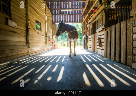 Pferd in einem Stall mit Schatten aus den hölzernen Latten in Huntingtown, Maryland, USA Stockfoto