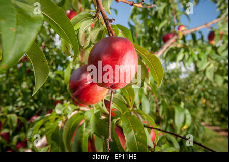 Äpfel auf einem Ast in Westminster, Maryland, USA Stockfoto